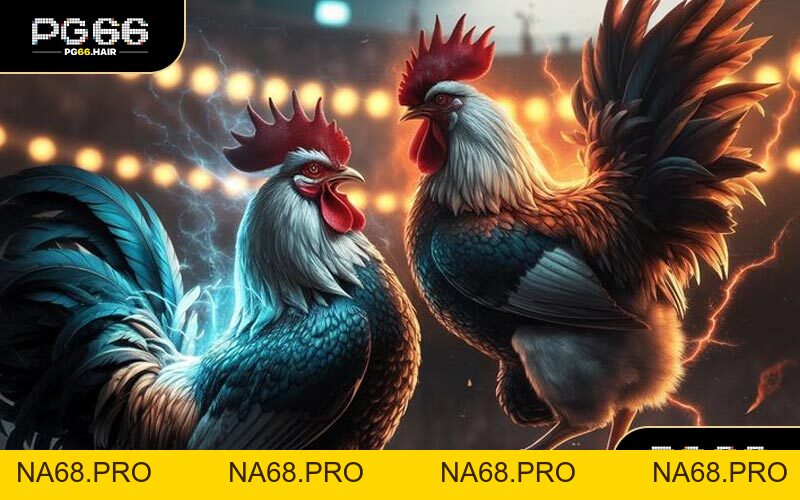 Đá Gà Trực Tiếp - Kịch Tính Từng Giây Sôi Động Mọi Trận Đấu - NA68.PRO